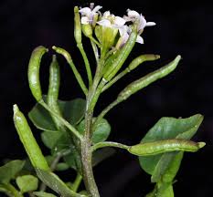 Image result for Rorippa nasturtium-aquaticum