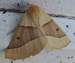 Attēlu rezultāti vaicājumam “Crocallis elinguaria imago”