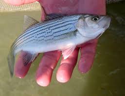 Image result for Morone saxatilis