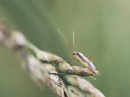 Attēlu rezultāti vaicājumam “Stenotus binotatus”