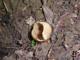 Attēlu rezultāti vaicājumam “Peziza badia”