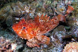 Image result for Scorpaena porcus