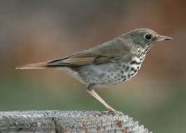 Image result for Catharus guttatus