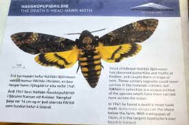 Attēlu rezultāti vaicājumam “Carterocephalus silvicolus underside”