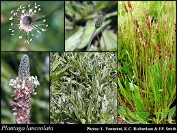 Attēlu rezultāti vaicājumam “Plantago lanceolata bud”