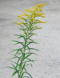 Attēlu rezultāti vaicājumam “Solidago virgaurea flower”