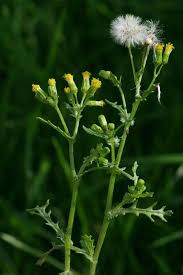 Attēlu rezultāti vaicājumam “Senecio vulgaris flower”