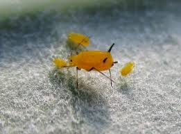 Attēlu rezultāti vaicājumam “Aphididae”