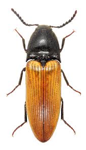 Attēlu rezultāti vaicājumam “Ampedus sp.”