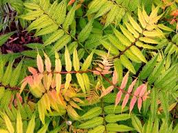 Attēlu rezultāti vaicājumam “Sorbaria sorbifolia”