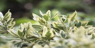 Attēlu rezultāti vaicājumam “Euonymus”