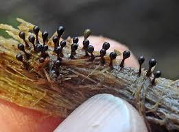 Attēlu rezultāti vaicājumam “Hemitrichia sordivesiculosa sessile”