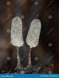 Attēlu rezultāti vaicājumam “Arcyria cinerea young”