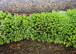 Attēlu rezultāti vaicājumam “Bryum”