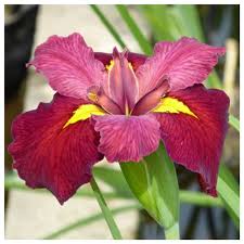 Attēlu rezultāti vaicājumam “Iris rosenbachiana”