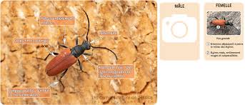 Attēlu rezultāti vaicājumam “Anastrangalia sanguinolenta”