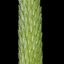 Attēlu rezultāti vaicājumam “Myosurus minimus flower”