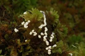 Attēlu rezultāti vaicājumam “Colloderma oculatum plasmodium”