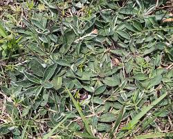 Attēlu rezultāti vaicājumam “Pilosella officinarum leaf”