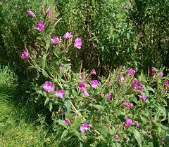 Attēlu rezultāti vaicājumam “Epilobium hirsutum”