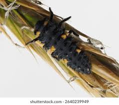 Attēlu rezultāti vaicājumam “Coccinella septempunctata larva”