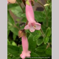 Image result for Sinningia