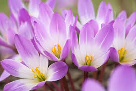 Attēlu rezultāti vaicājumam “Colchicum autumnale”