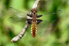 Attēlu rezultāti vaicājumam “Libellula depressa female”