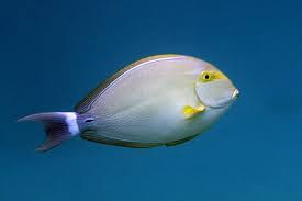 Image result for Acanthurus xanthopterus