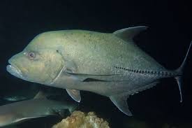 Image result for Caranx lugubris