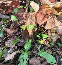 Attēlu rezultāti vaicājumam “Rumex acetosella leaf”
