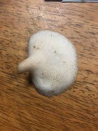 Attēlu rezultāti vaicājumam “Phleogena faginea young”