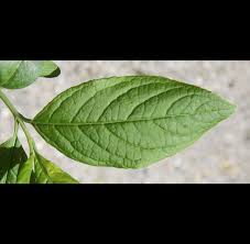 Attēlu rezultāti vaicājumam “Euonymus europaeus leaf”