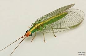 Attēlu rezultāti vaicājumam “Chrysopidae”