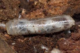 Attēlu rezultāti vaicājumam “Tipulidae larva”