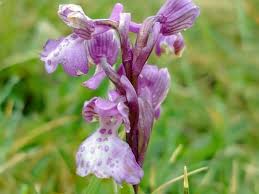 Attēlu rezultāti vaicājumam “Orchis morio”