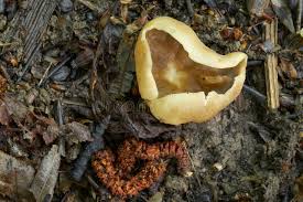 Attēlu rezultāti vaicājumam “Peziza varia”