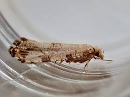 Attēlu rezultāti vaicājumam “Morophaga choragella”