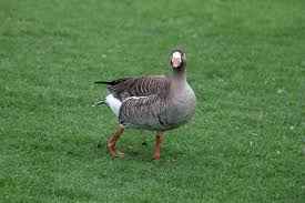 Attēlu rezultāti vaicājumam “Anser albifrons”