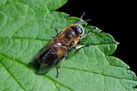 Attēlu rezultāti vaicājumam “Heptatoma pellucens”