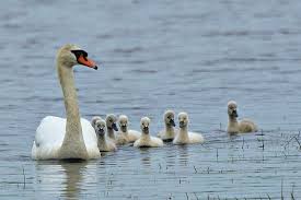 Attēlu rezultāti vaicājumam “Cygnus olor juvenile”