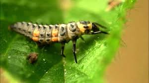 Attēlu rezultāti vaicājumam “Coccinella septempunctata larva”