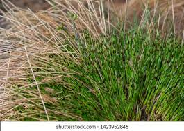 Attēlu rezultāti vaicājumam “Carex cespitosa”