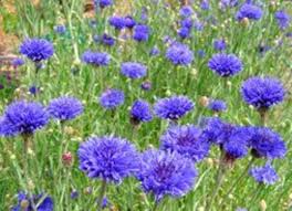 Image result for Centaurea cyanus