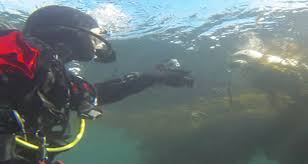 Image result for Breakwater Divers