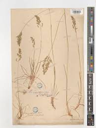 Attēlu rezultāti vaicājumam “Poa angustifolia”