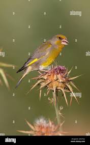 Attēlu rezultāti vaicājumam “Chloris chloris male”