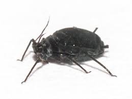 Attēlu rezultāti vaicājumam “Aphis jacobaeae”