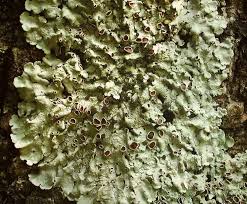 Attēlu rezultāti vaicājumam “Lobaria amplissima”