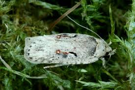 Attēlu rezultāti vaicājumam “Agonopterix ocellana”